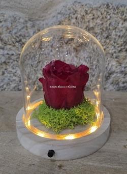 ROSA ETERNA EN CÚPULA LED - Imagen 1