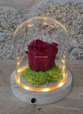 ROSA ETERNA EN CÚPULA LED - Imagen 1