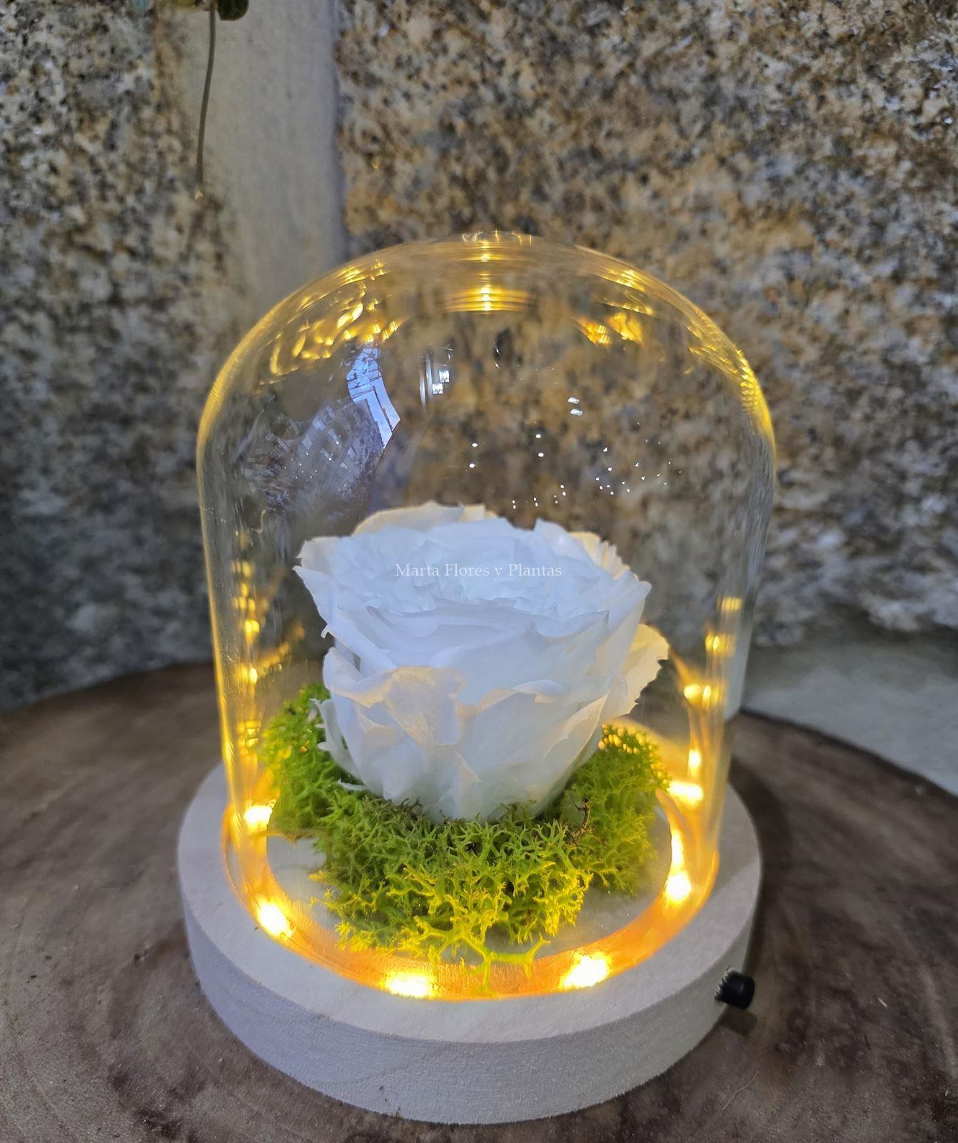 ROSA ETERNA EN CÚPULA LED - Imagen 12