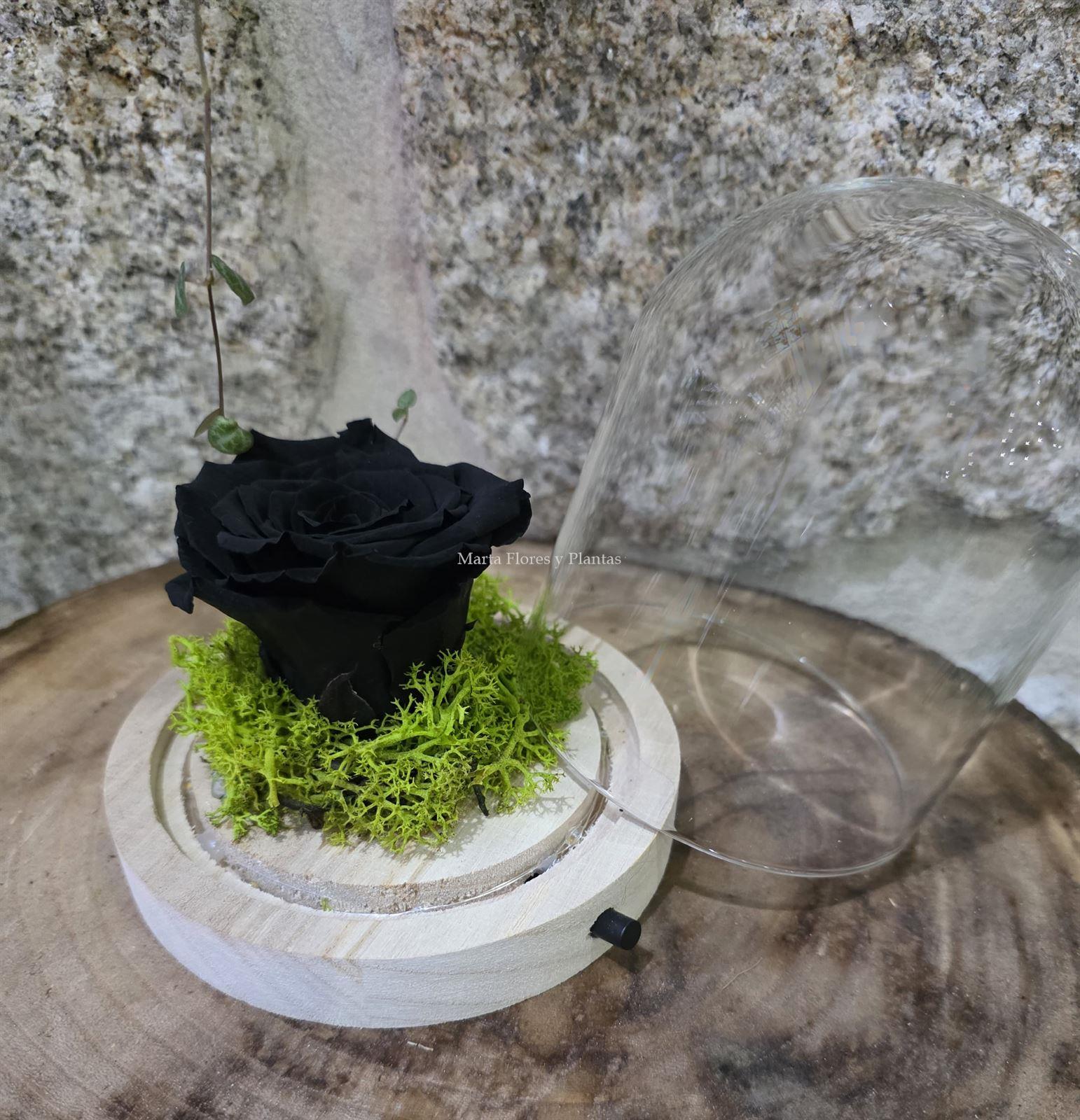 ROSA ETERNA EN CÚPULA LED - Imagen 6