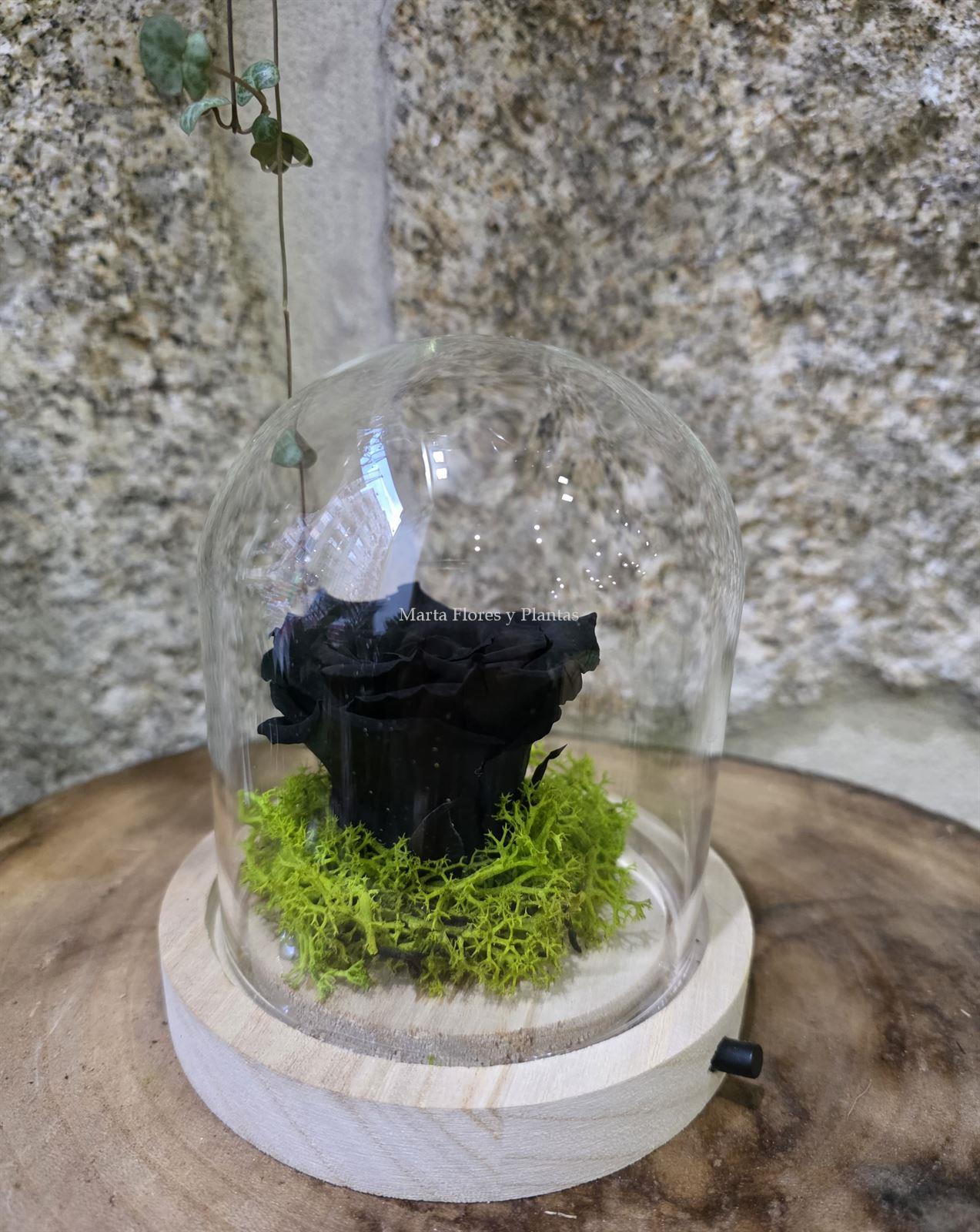 ROSA ETERNA EN CÚPULA LED - Imagen 7