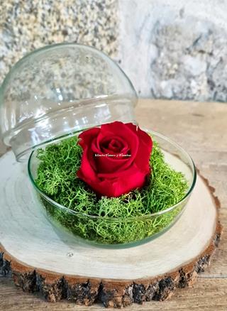 ROSA ETERNA EN CÚPULA - Imagen 1