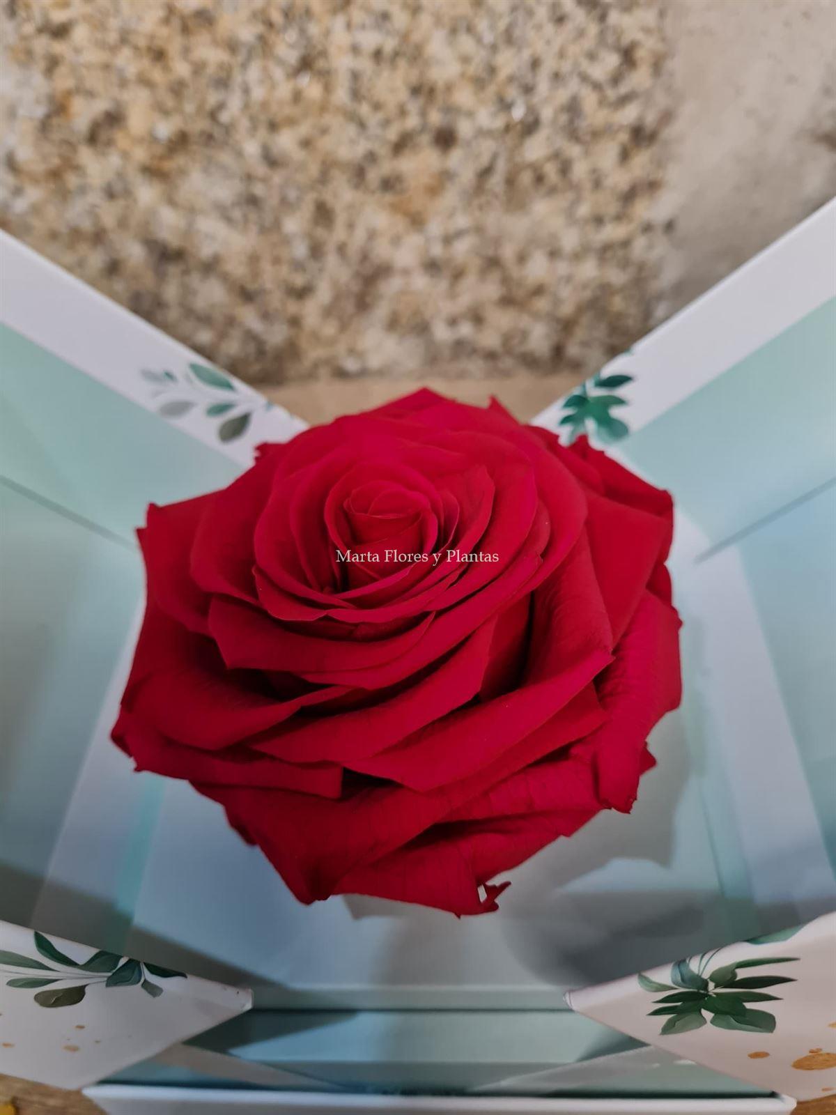 Rosa negra en caja especial San Valentín - Imagen 3