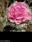Rosmelia - Imagen 1