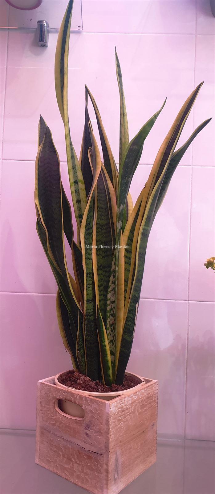 Sanseviera - Imagen 1