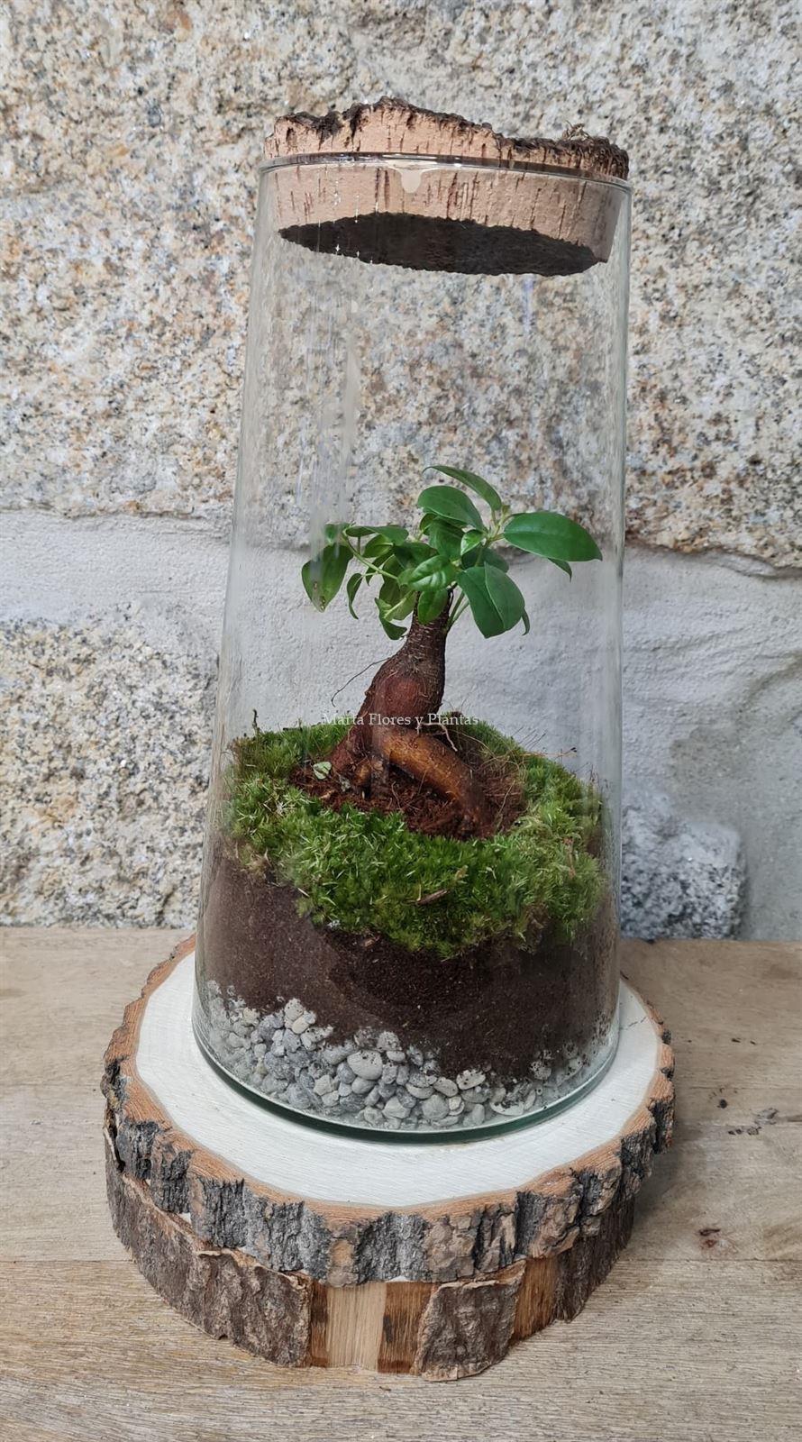 Terrario bonsái ficus - Imagen 1