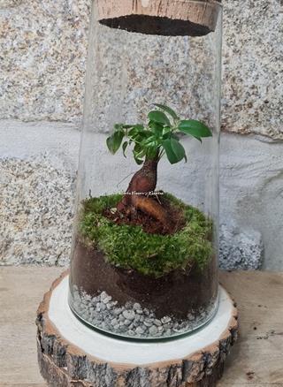 Terrario bonsái ficus - Imagen 1