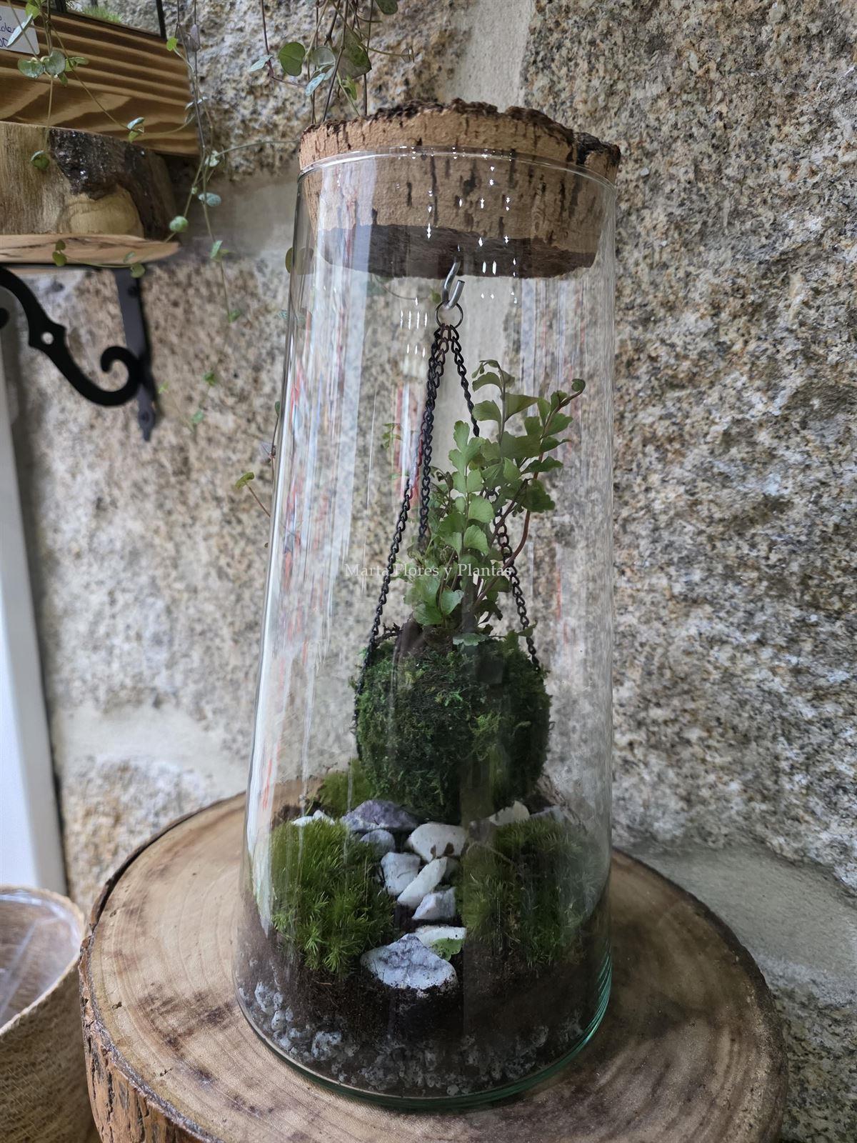 TERRARIO CON KOKEDAMA - Imagen 1