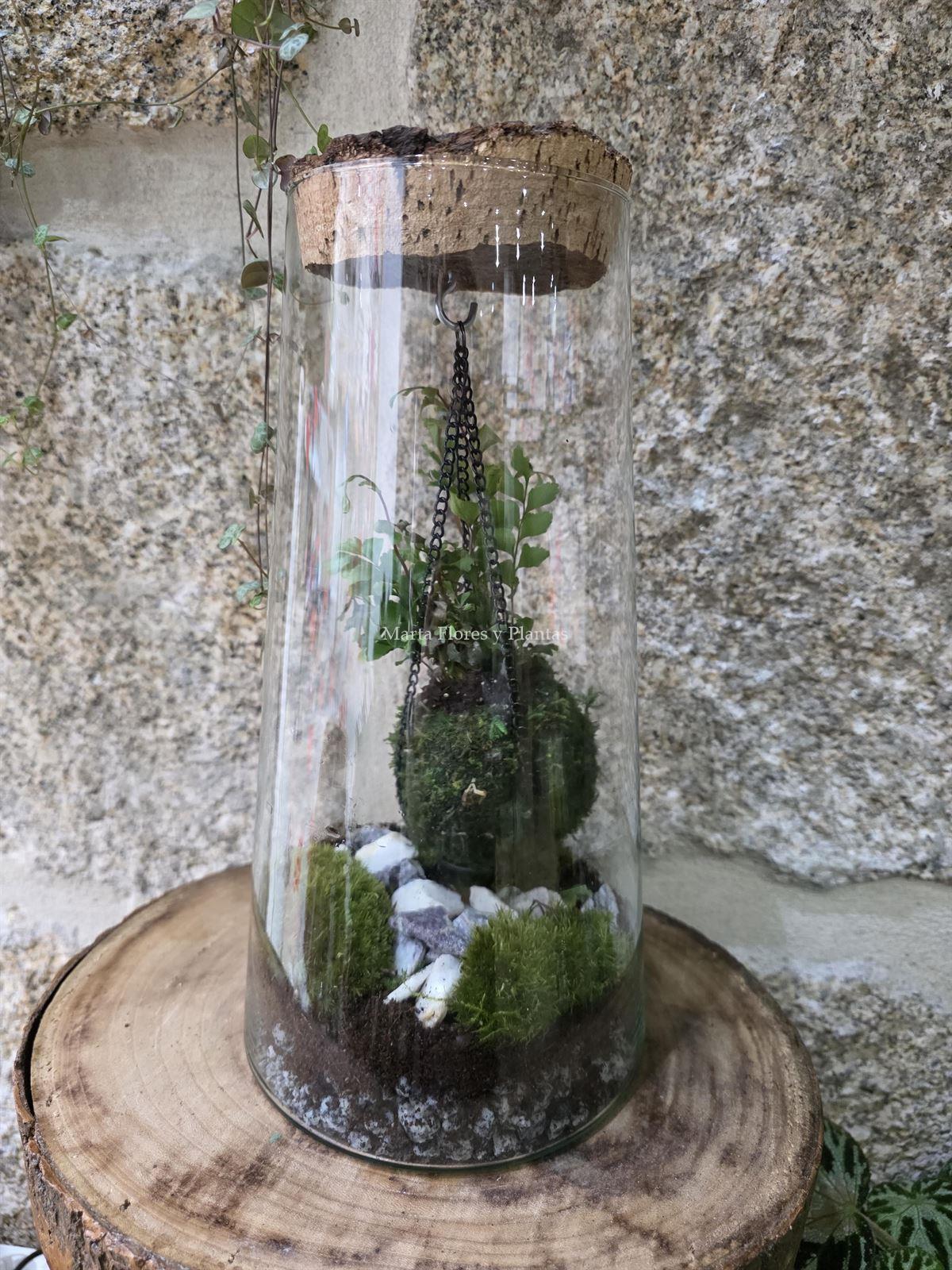 TERRARIO CON KOKEDAMA - Imagen 2
