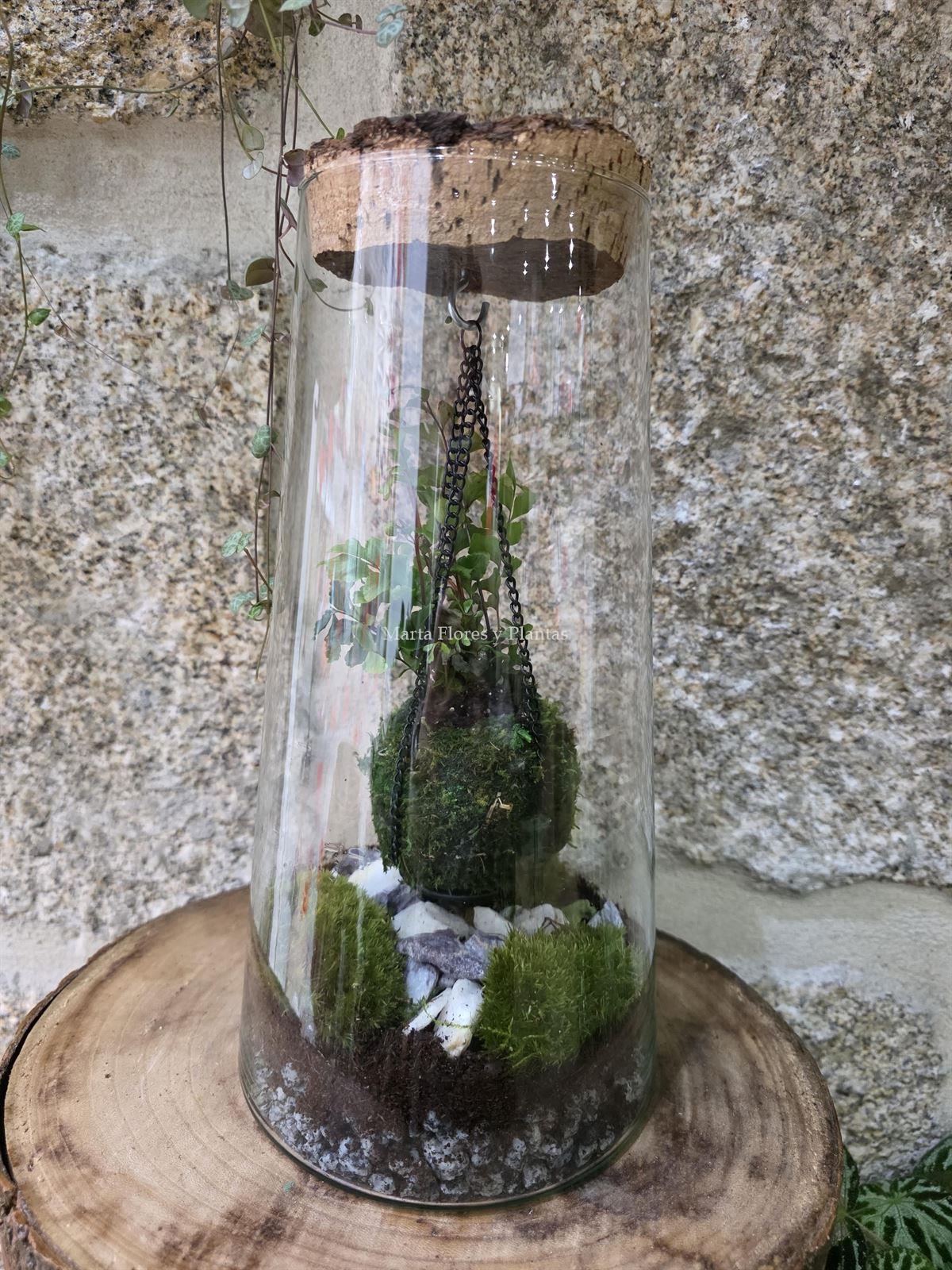 TERRARIO CON KOKEDAMA - Imagen 3