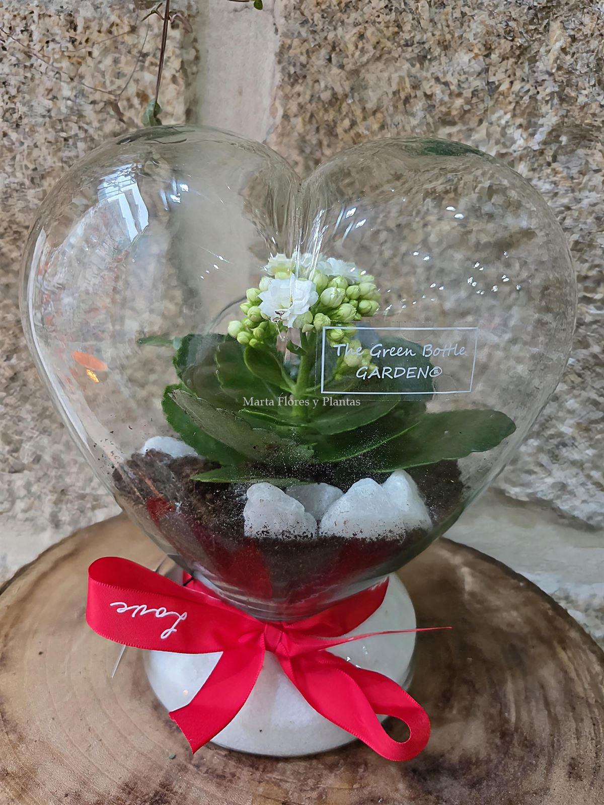 TERRARIO CORAZÓN - Imagen 2