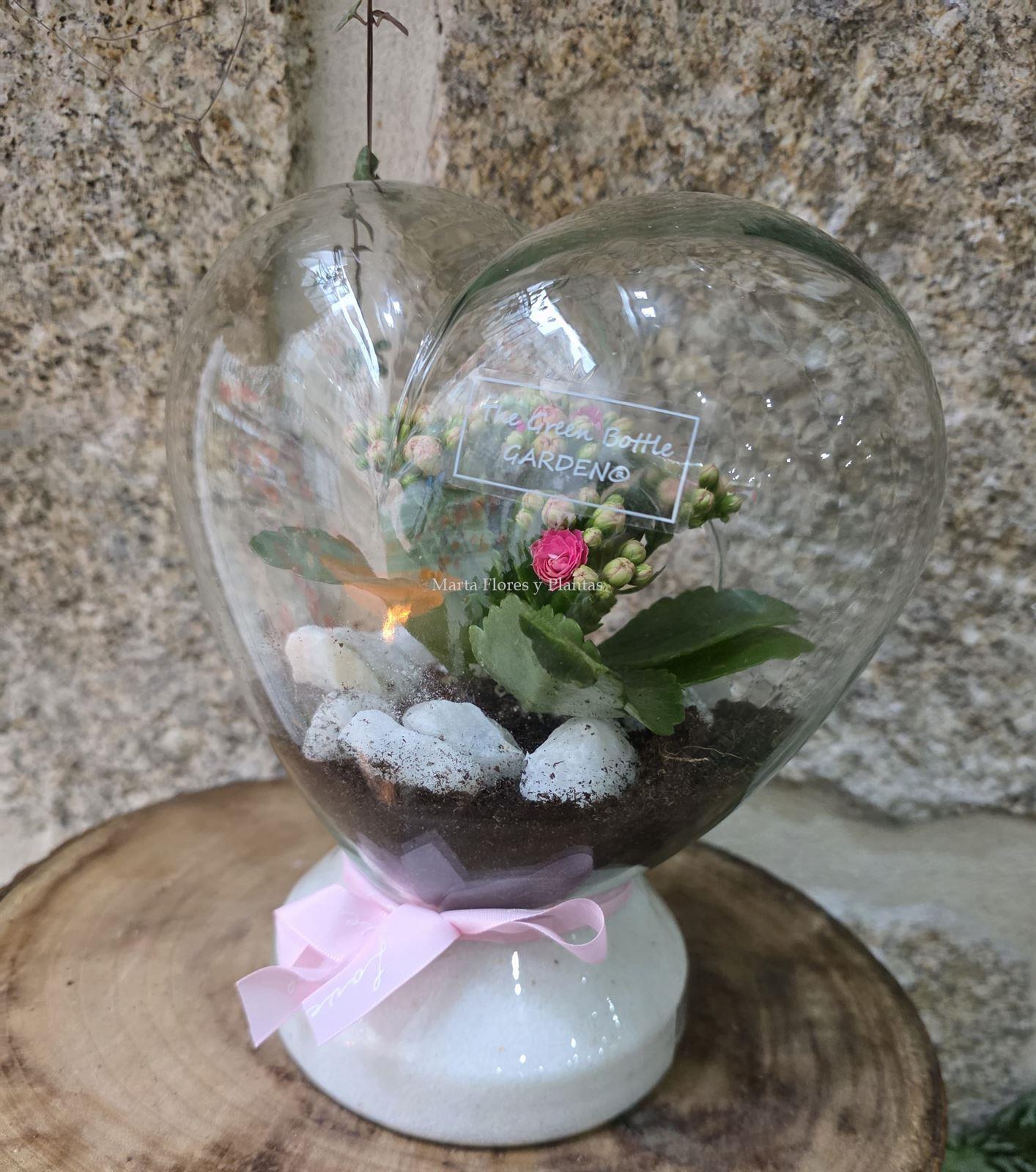 TERRARIO CORAZÓN - Imagen 3