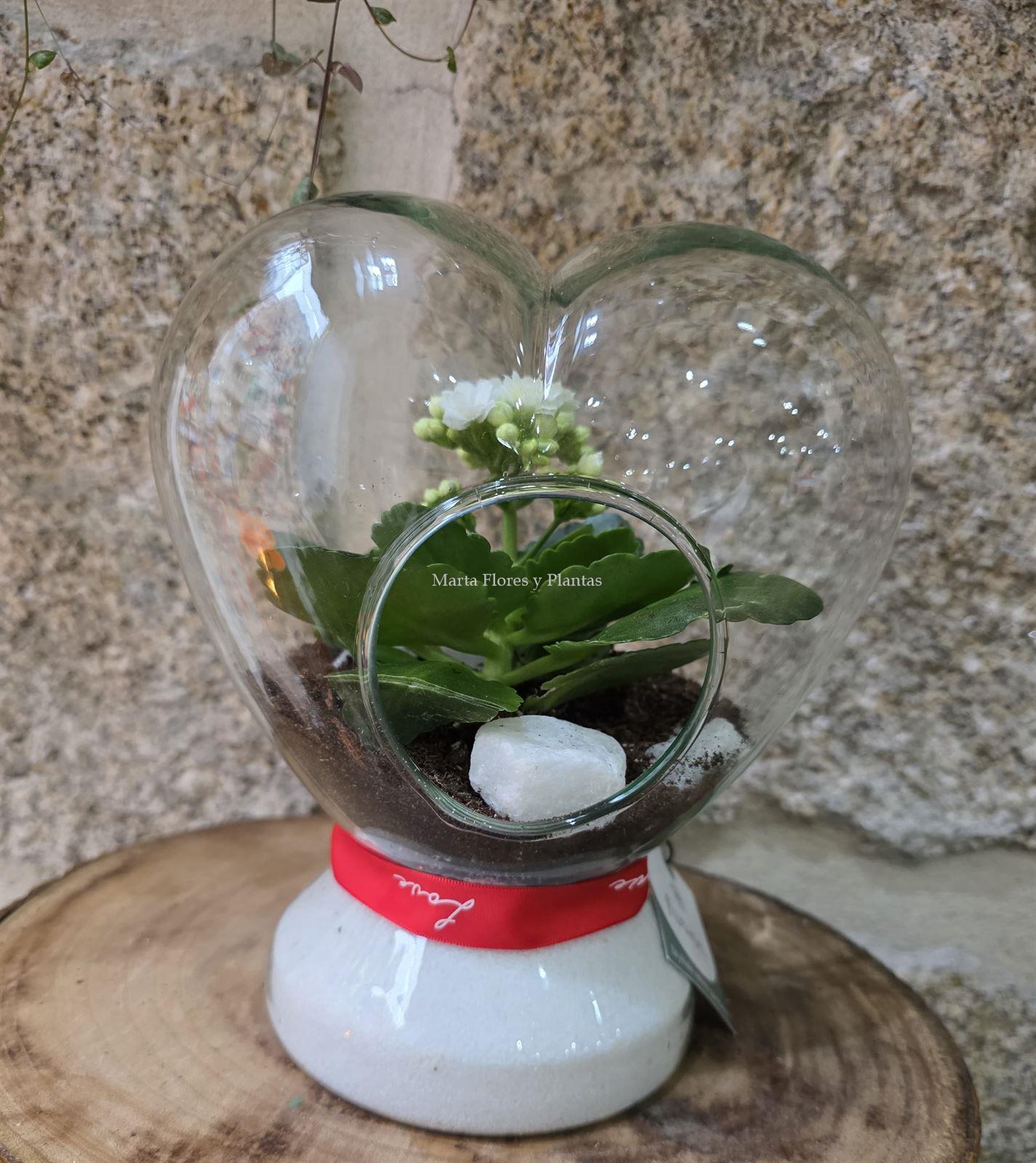 TERRARIO CORAZÓN - Imagen 4