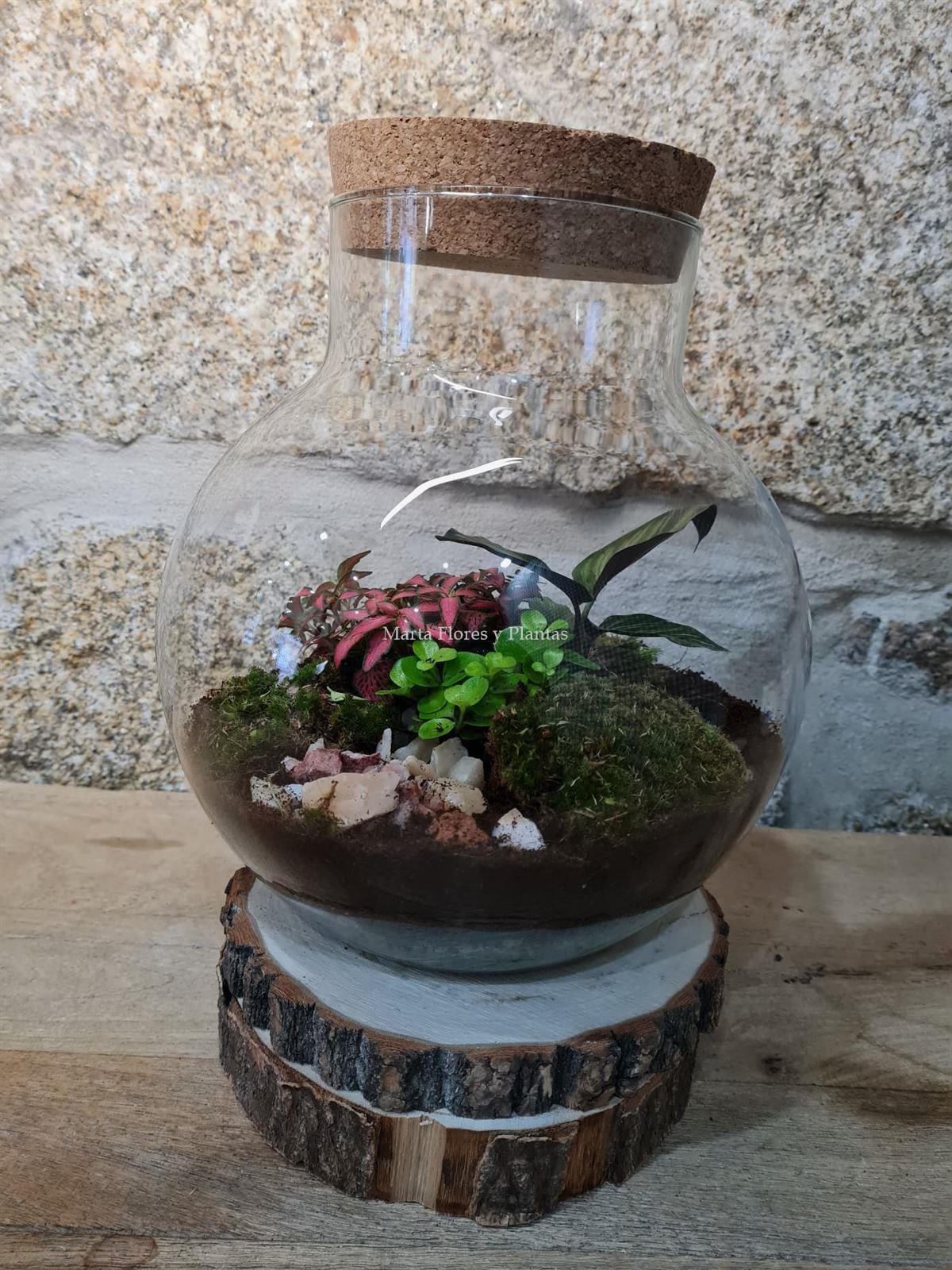 Terrario cúpula alta - Imagen 1