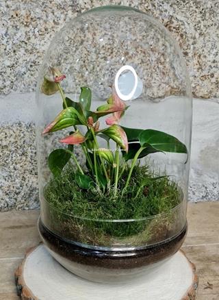 Terrario Cúpula anthurium - Imagen 1