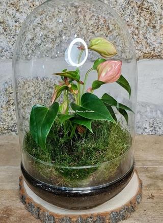 Terrario Cúpula anthurium - Imagen 2