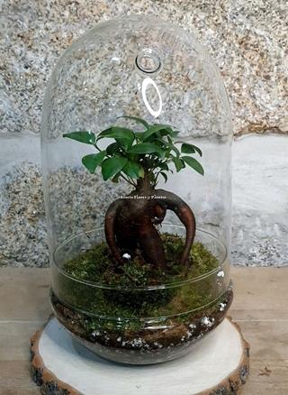 Terrario Cúpula Bonsái - Imagen 1