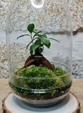 Terrario Cúpula Bonsái - Imagen 2