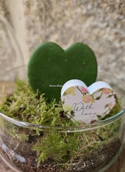 Terrario Cúpula hoya kerrii - Imagen 1