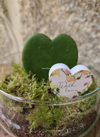 Terrario Cúpula hoya kerrii - Imagen 1