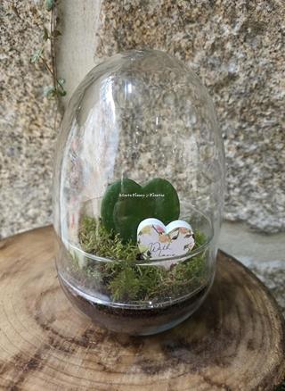 Terrario Cúpula hoya kerrii - Imagen 2