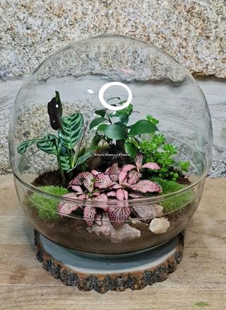 Terrario cúpula jardín - Imagen 1