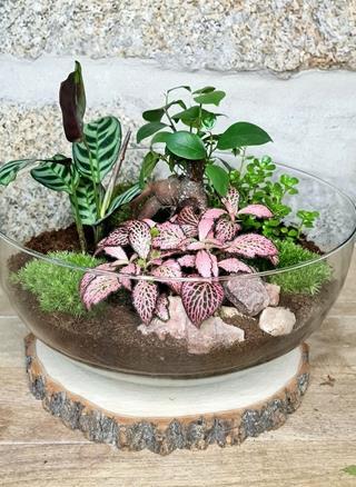 Terrario cúpula jardín - Imagen 2