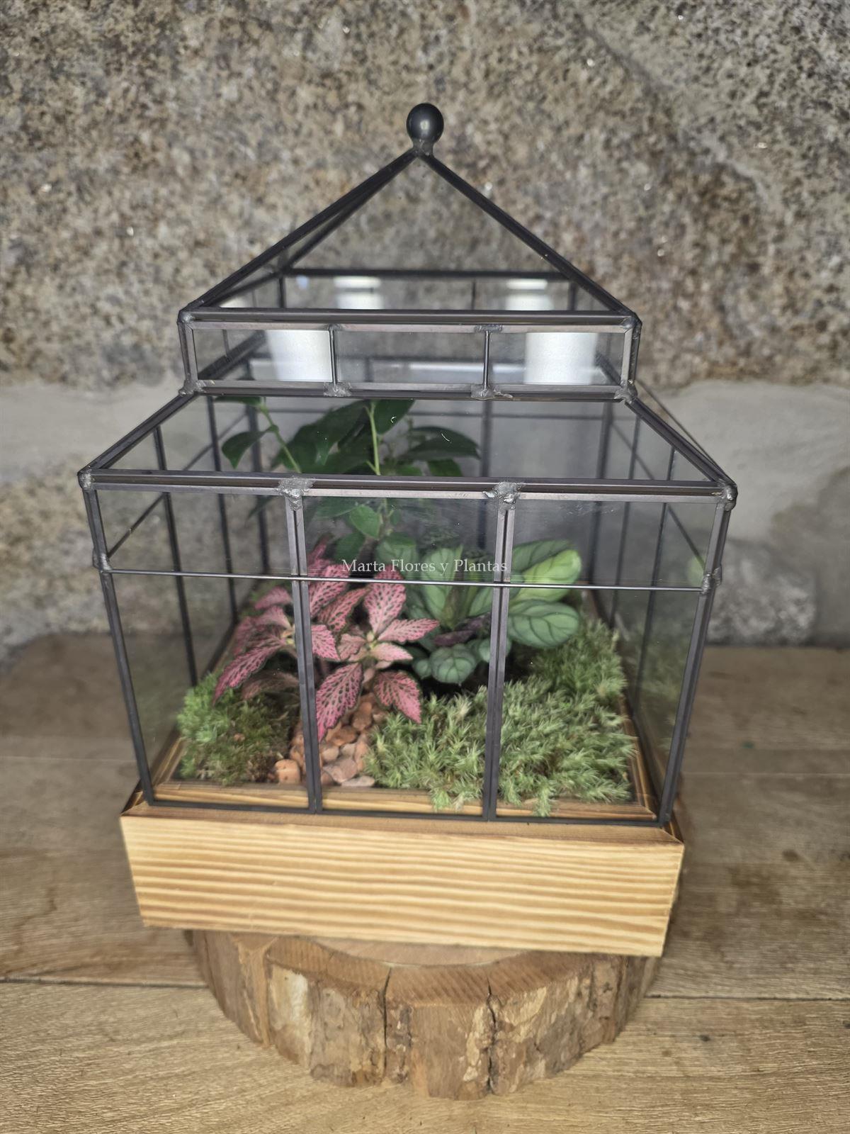 Terrario Invernadero - Imagen 1