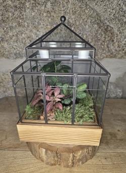 Terrario Invernadero - Imagen 1