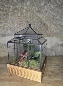 Terrario Invernadero - Imagen 2