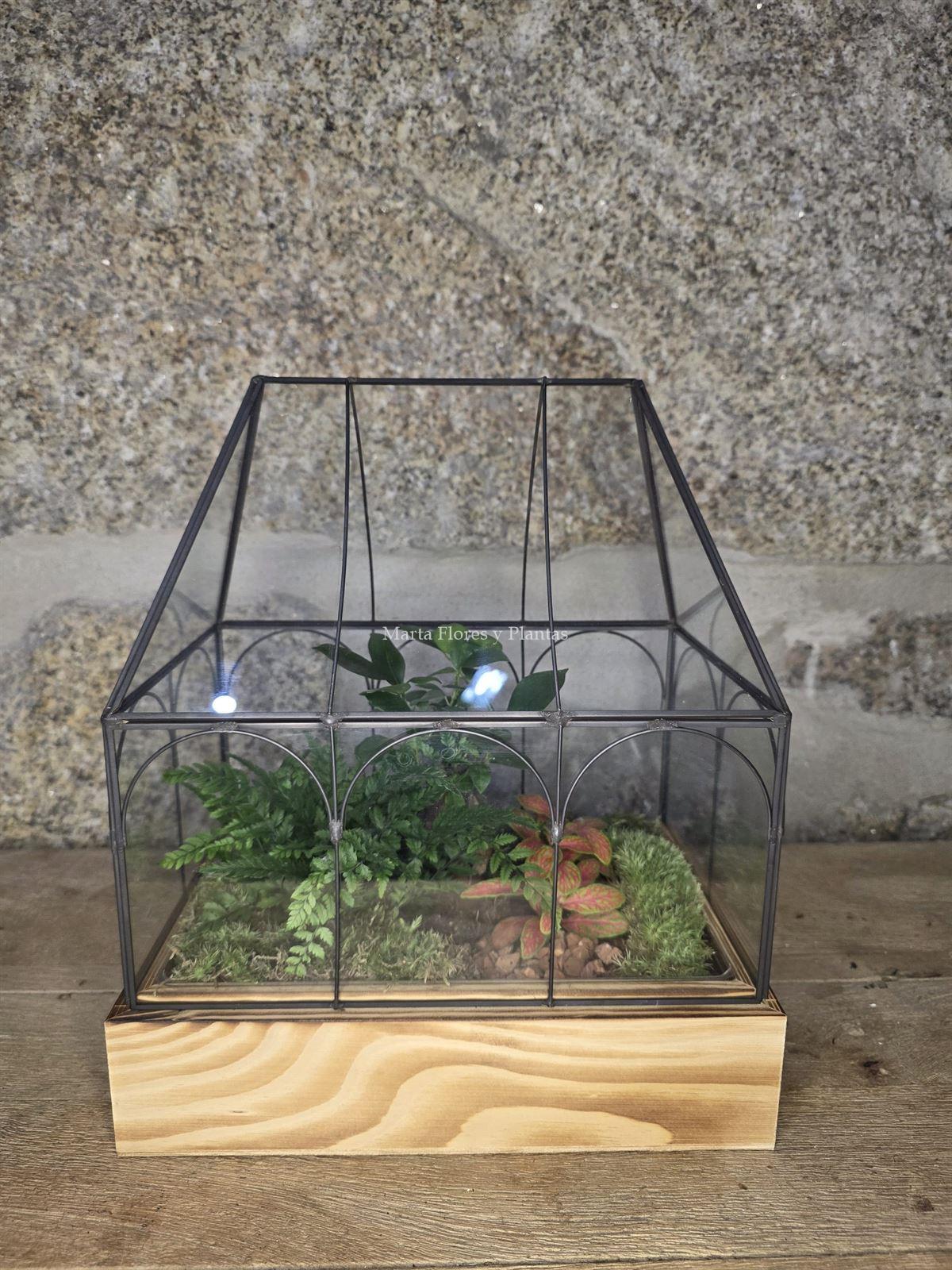 Terrario Invernadero - Imagen 4