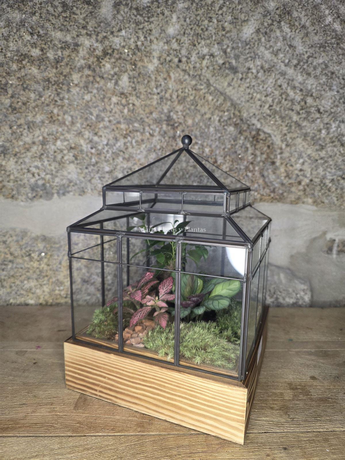 Terrario Invernadero - Imagen 5