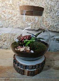Terrario - Imagen 2