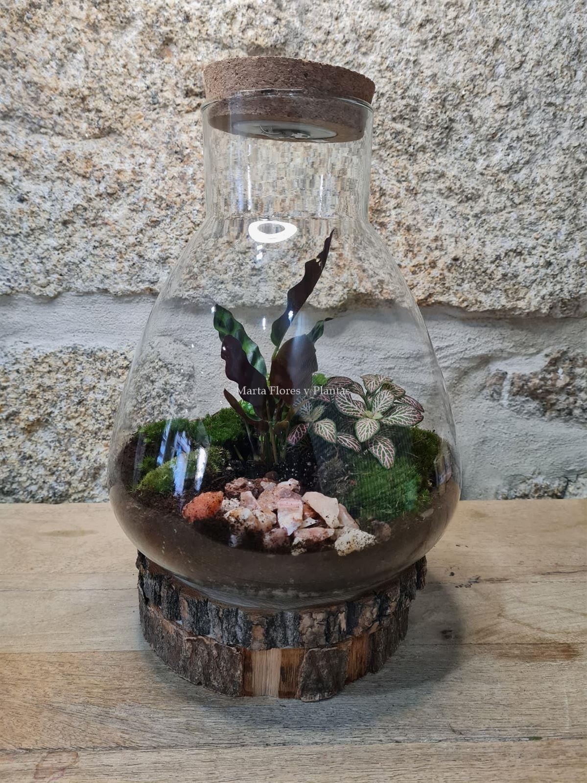 Terrarium luz - Imagen 1