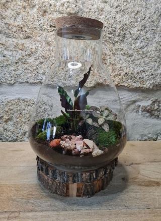 Terrarium luz - Imagen 1