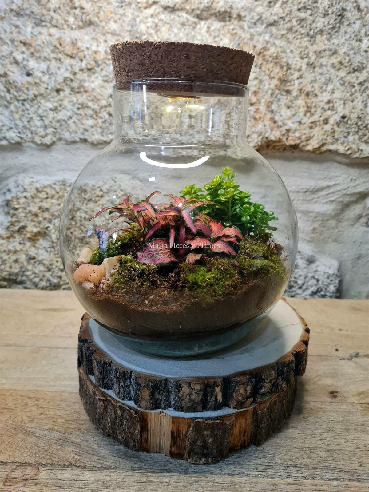 Terrarium luz - Imagen 2