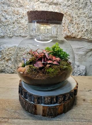 Terrarium luz - Imagen 2