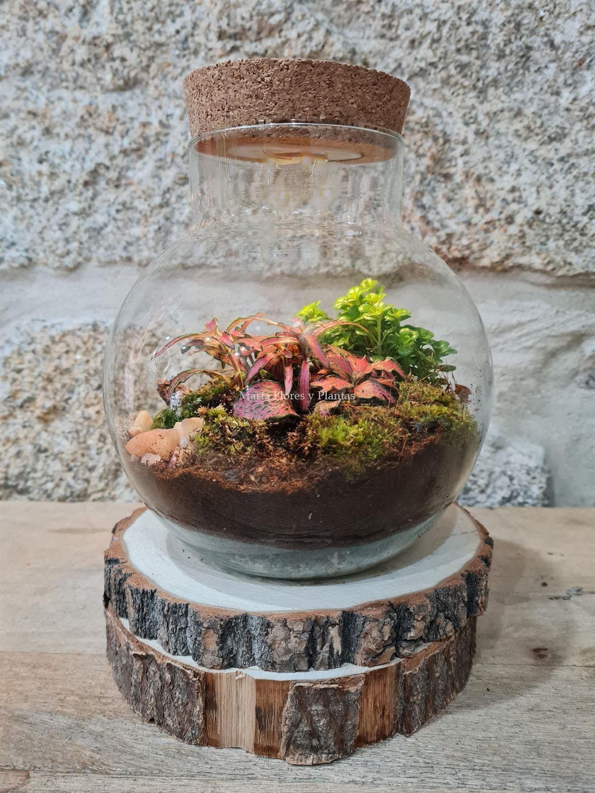 Terrarium luz - Imagen 3