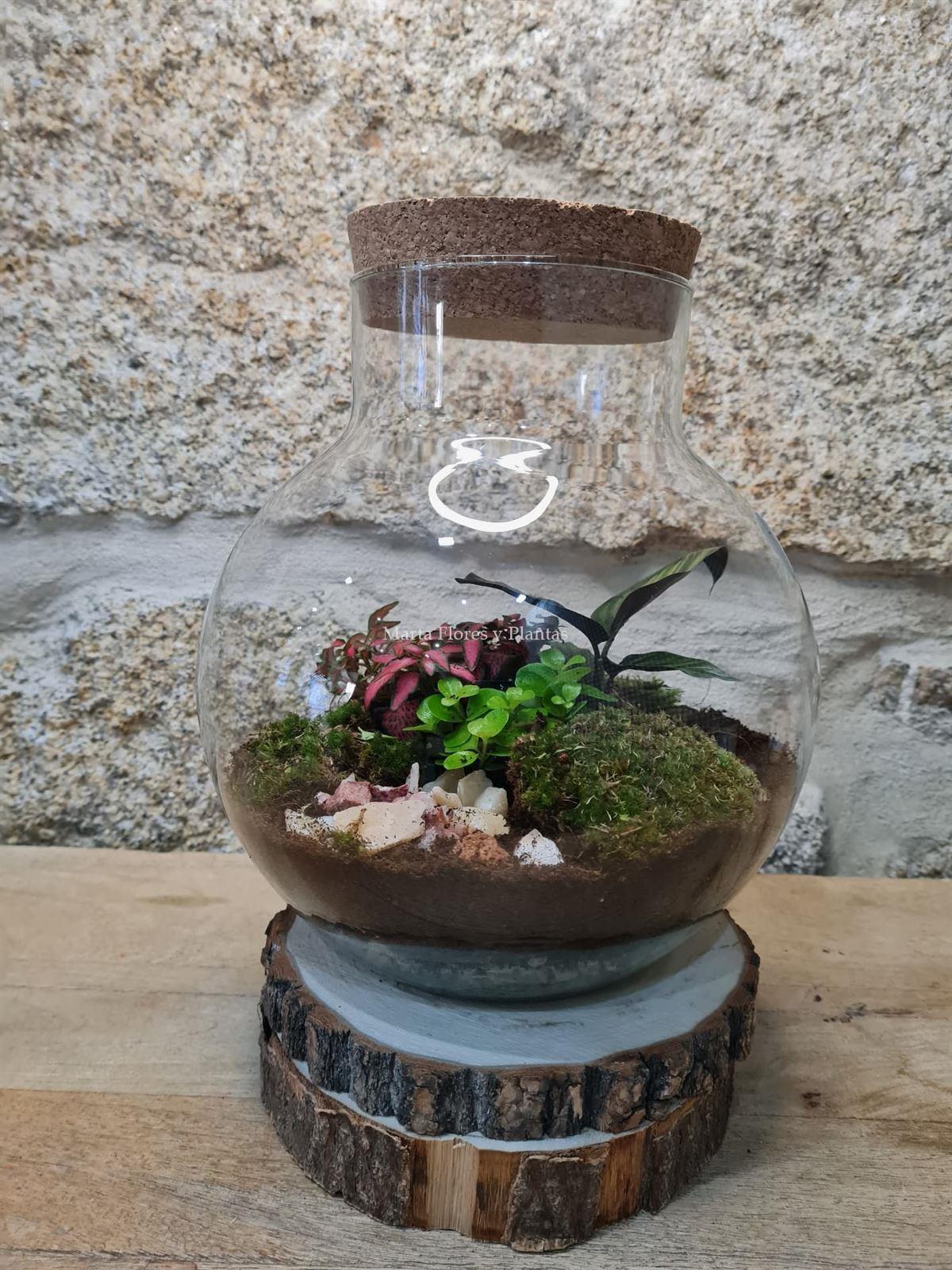 Terrarium luz - Imagen 4