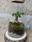 Terrarium - Imagen 1