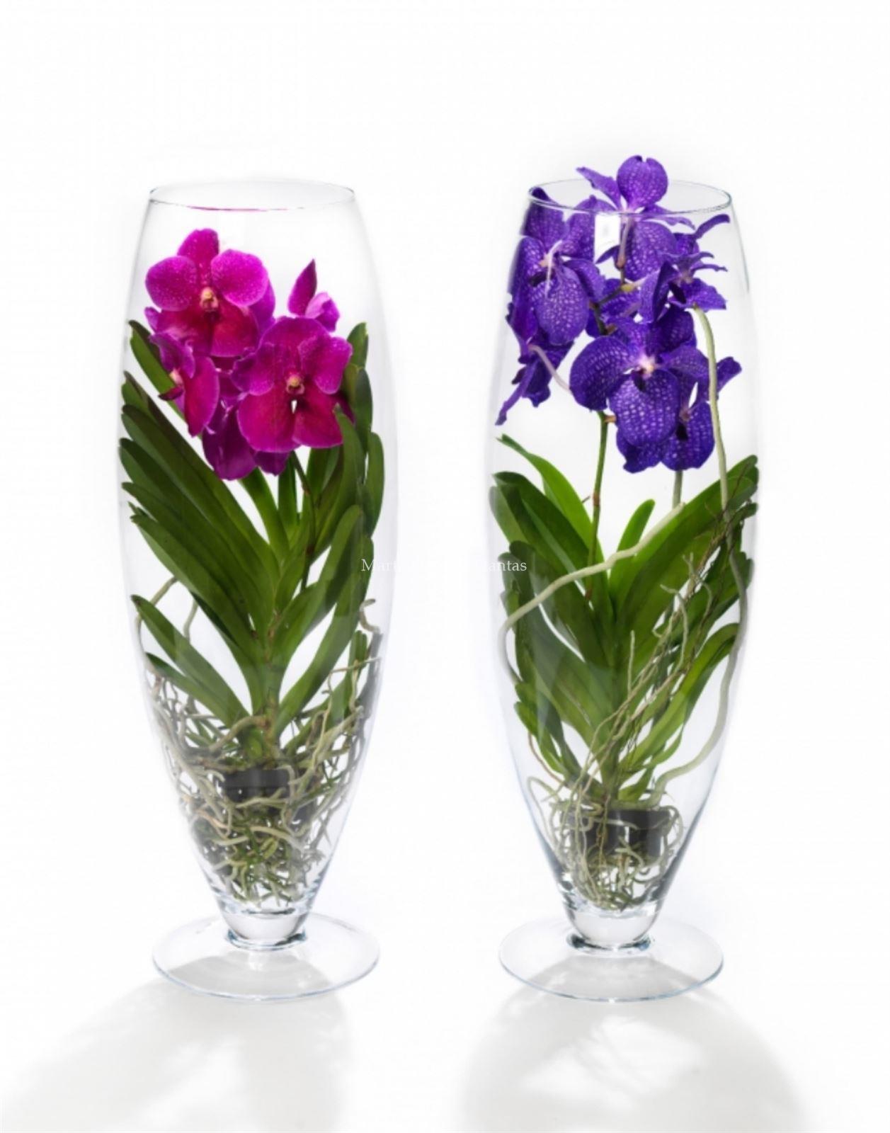 Vanda en cristal - Imagen 1