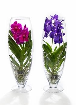Vanda en cristal - Imagen 1