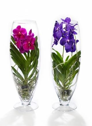 Vanda en cristal - Imagen 1