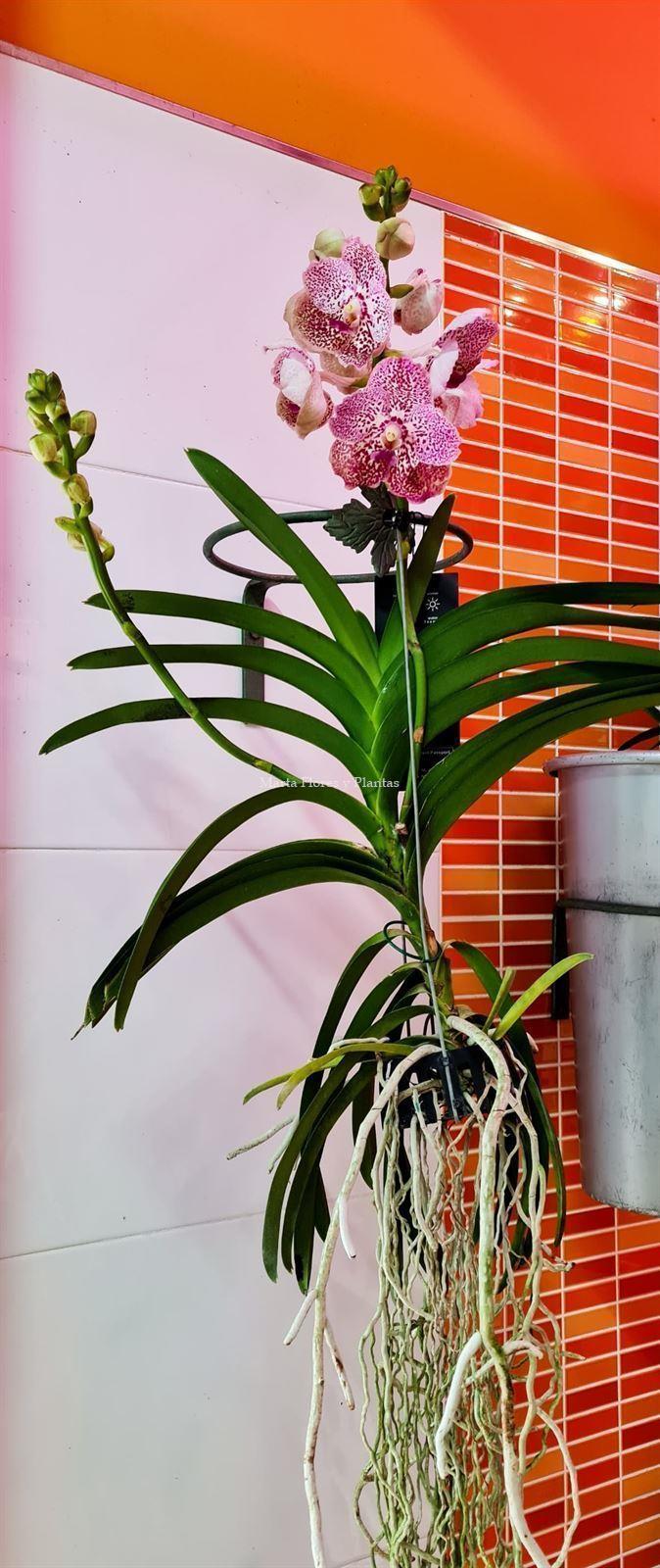 VANDA - Imagen 1