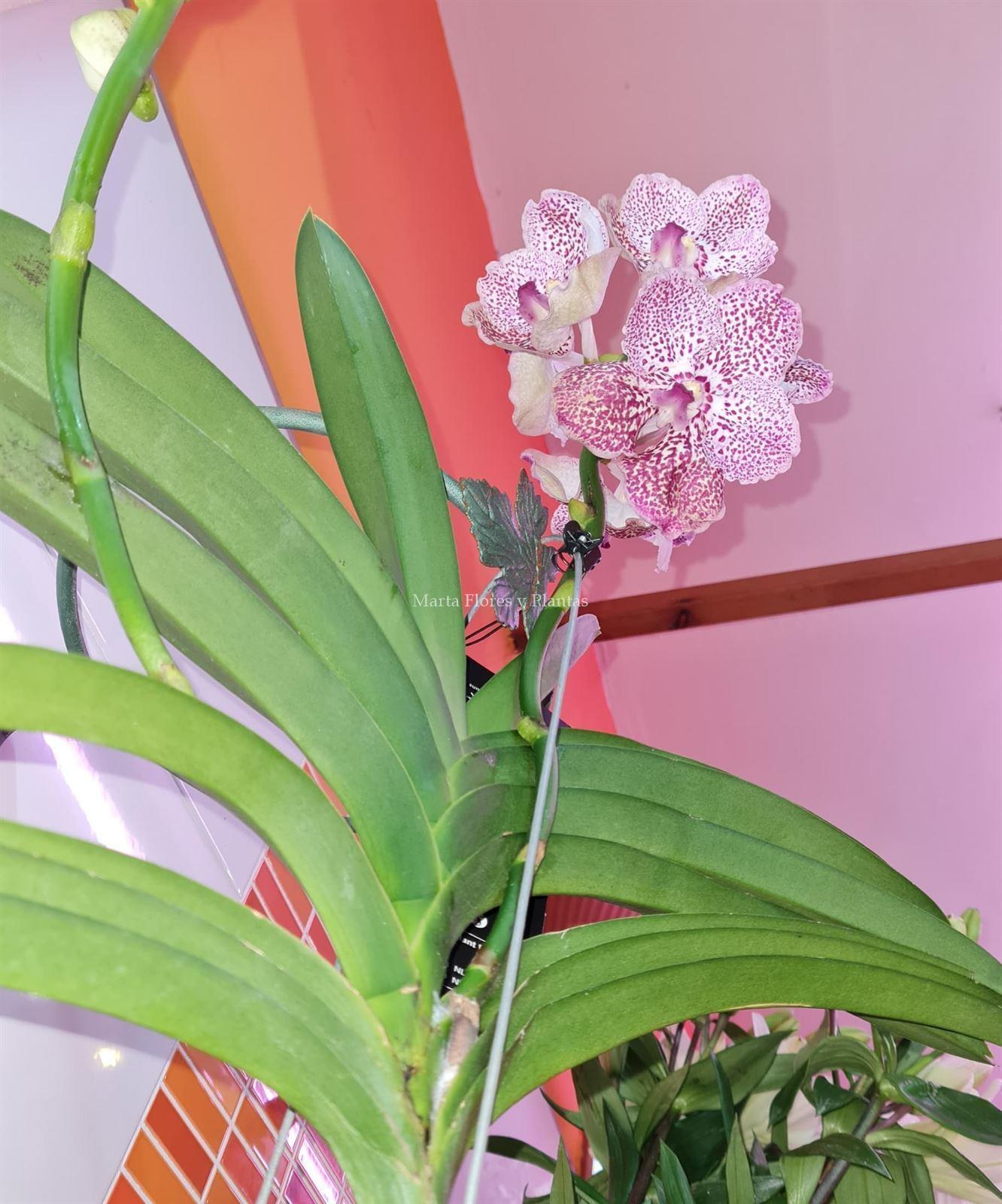 VANDA - Imagen 2