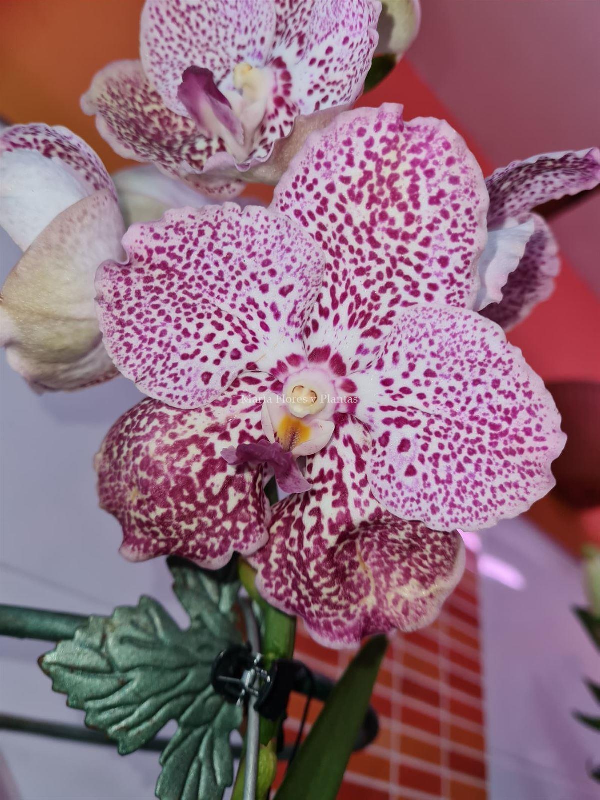 VANDA - Imagen 3