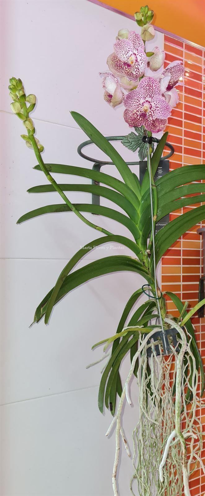 VANDA - Imagen 4