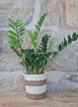 Zamioculca - Imagen 1